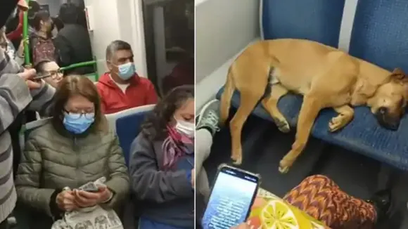 bus sleeping dog, bus sleeping dog viral video, sleeping dog in bus, latest hindi news, viral news