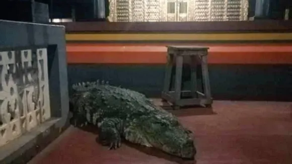 crocodile