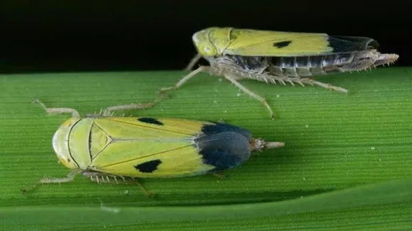 shyama poka