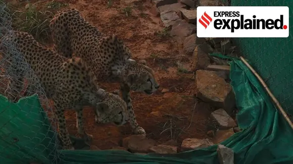 Cheetah