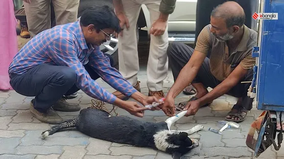 Canine Distamper disease causes hundreds of stray dog death in Kalna