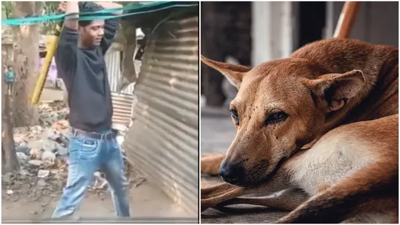 Pregnant street dog, Pregnant street dog beaten to death, students beat pregnant street dogs, Pregnant street dogs beaten to death by students, dog beaten dragged field, delhi dog brutality