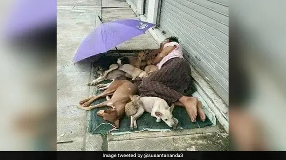 Homeless Man Sharing Tiny Mattress With Stray Dogs, Homeless Man, Stray Dogs, Homeless Man With Stray Dogs, Homeless Man With Stray Dogs pic viral, Homeless Man With Stray Dogs viral pic, Homeless Man With Stray Dogs photo, viral pic, viral photo, trending news, viral story, viral news, humanity, animal lover, dog lover, IFS Susanta Nanda, IFS Susanta Nanda tweet, IFS Susanta Nanda twitter