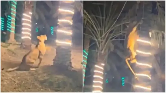 sher ka video,sherni ka video,wild animal video,Viral Video,Google Trends Today,Trending Video,Trending Video Today,Viral Video Today,viral news,trending news,viral