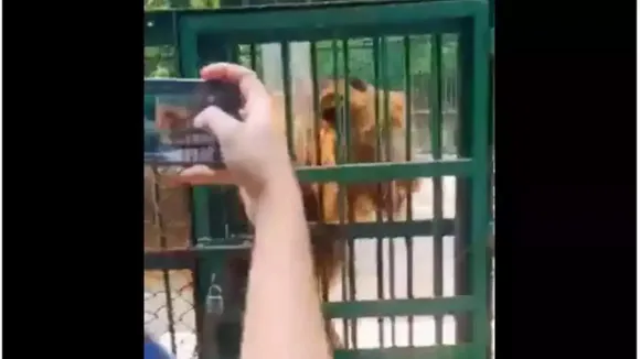 Viral Video, Trending Video, Today Viral Video, Today Trending Video, Viral Video in Hindi, Trending Video in Hindi, Funny Video, Selfie Video, Selfie With Lion, Funny News, Selfie With lion