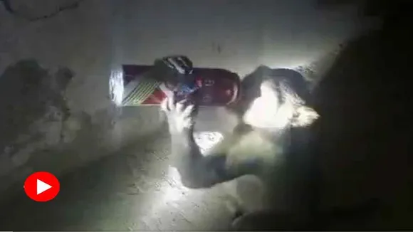 "monkey, alcohol, uttar pradesh, viral video
