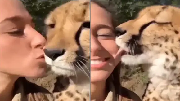 Viral Video of Cheetah, Trending Video of Cheetah, Amazing Video of Cheetah, Shocking Video of Cheetah, trending Video of Cheetah on twitter, trending Video of Cheetah on facebook, trending Video of Cheetah on instagram, trending Video of Cheetah on youtube