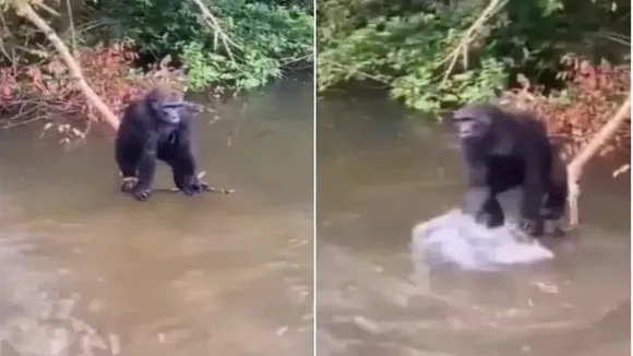 Viral Video of Gorilla, Trending Video of Gorilla, Amazing Video of Gorilla, Shocking Video of Gorilla, trending Video of Gorilla on twitter, trending Video of Gorilla on facebook, trending Video of Gorilla on instagram, trending Video of Gorilla on youtube