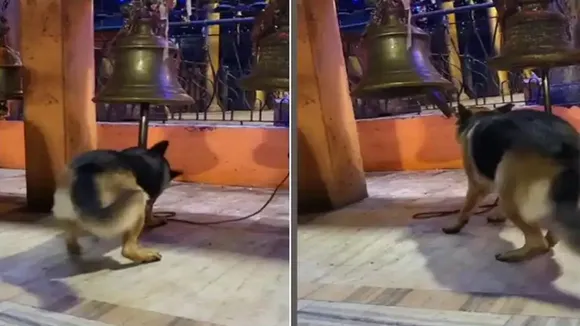 Dog in Temple, Viral Video of Dog, Trending Video of Dog, Amazing Video of Dog, Shocking Video of Dog, trending Video of Dog on twitter, trending Video of Dog on facebook, trending Video of Dog on instagram, trending Video of Dog on youtube,