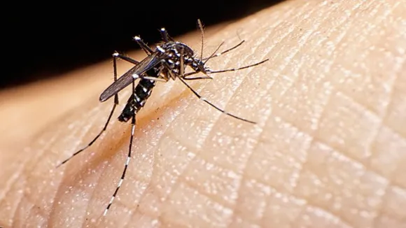 dengue west bengal