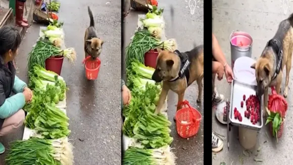 dog shops vegetables and fruits, dog shops by itself, viral video of dog shops by itself, Dog viral video, viral video, viral news
