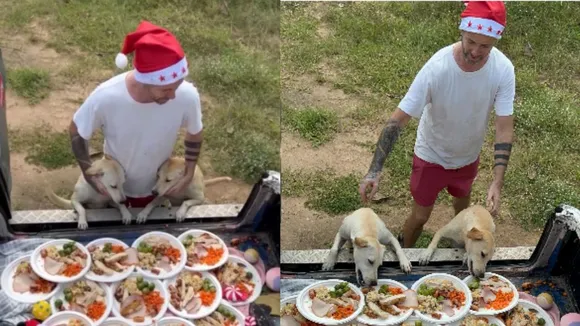 Thailand,stray dogs,video,instagram,dogs,food,christmas