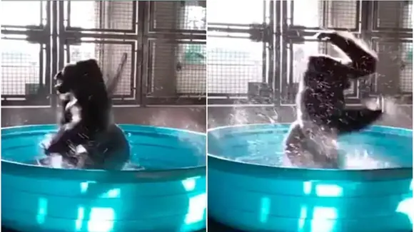 trending Video, viral video, animal video, Gorilla dances in Bathtub, gorilla dance, dance video, animal dance video, bathroom dance, water dance, trending dance video, funny dance, funny dance video