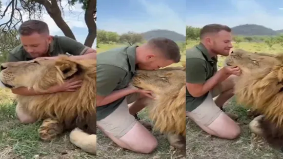 Viral video of man kissing and playing with lion, man kissing and playing with lion, Lion Kissing and Playing With Man, Wildlife Viral Series, Wildlife Viral Video, Lion With Man Video, Viral video, Trending Video, lion playing with man, Viral On Social Media, viral On Internet, strange news, bizarre news, bizarre story, amazing news, strange news, interesting news, viral news, trending news