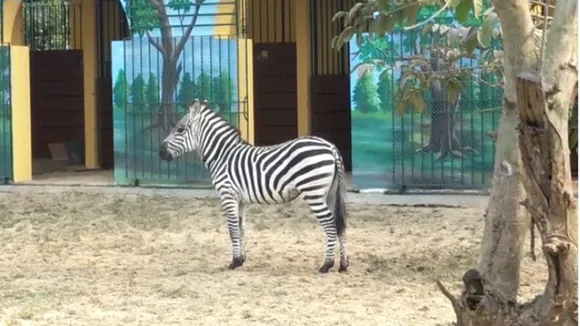 zebra new town mini zoo