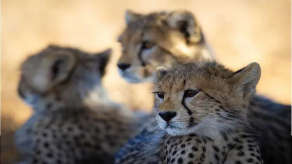 cheetahs, cheetahs from south africa, Kuno national park, 12 cheetahs, MoU for cheetahs," />