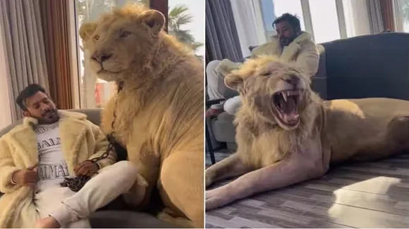 Viral Video of Lion, Trending Video of Lion, Amazing Video of Lion, Shocking Video of Lion, latest tending Video of Lion, trending Video of Lion on twitter, trending Video of Lion on facebook, trending Video of Lion on instagram, trending Video of Lion on youtube,