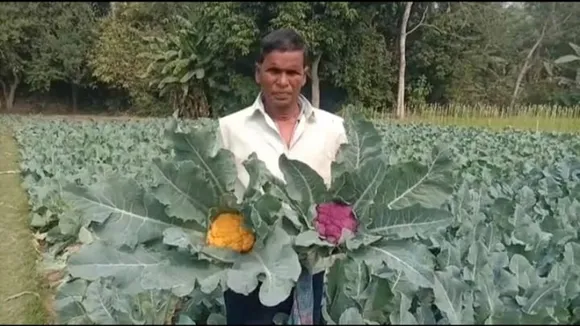 kolaghat farmer farming different colour of cauliflower