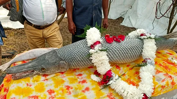 fish mela at bandel kestopur hooghly, মৎস মেলায় মাতামাতি, মাঘের শুরুতেই কলকাতার কাছে হইহই-কাণ্ড