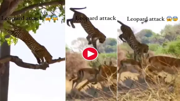 Tendue Ka Video,Hiran Ka Video,Tendue Ne Hiran Ko Dabocha,Wild Animal Video,Google Trends,Leopard Attacks Deer,Omg Video,Viral Video,Social Media