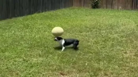 dog,dog videos,dog viral videos,dog cute videos,cute videos,dog viral twitter,viral,viral video,trending video,dog trending video,cute dog,viral post,viral news,trending news,google trends,trending,latest trending news,dog balacing video,dog skills,funny dog videos