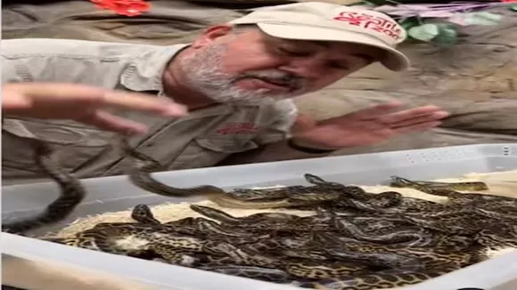 Anaconda, viral