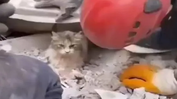 Cat Rescue Video fact check,Cat rescue video,Syria-Turkey border,Earthquake in Syria,Earthquake in Turkey,Earthquake in Turkey and syria,earthquake in turkey syria,earthquake 2022,Earthquake again,Earthquake Alerts,Turkey में भूकंप,Cat stuck in earthquake debris,Cat rescued from Turkey,Ajab Gajab news,Trending news,Weird news,Turkey,बिल्ली का रेसक्यू वीडियो,तुर्की,सीरिया,भूकंप,Turkey Syria Earthquake,Turkey Earthquake,Earthquake,Syria Earthquake,cat rescued fact check,Live updates,Cat,cat viral video,kitten rescue videos,Trending Video,Viral News In Hindi,Viral Video News,zara hatke,ndtv zara hatke videos,news,Social Media,Entertainment News In Hindi,Tv News And Gossip,Amazing Video,Shocking Video,hilarious video"