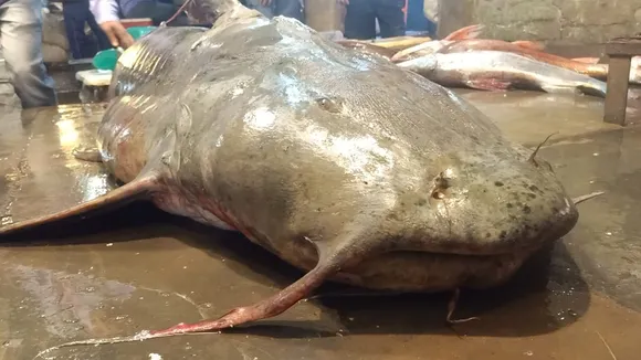 malda manikchak big fish baghar caught from river ganges , গঙ্গায় জাল ফেলতেই উঠল দানব বাঘার মাছ তাক লাগানো ওজনে শিহরণ