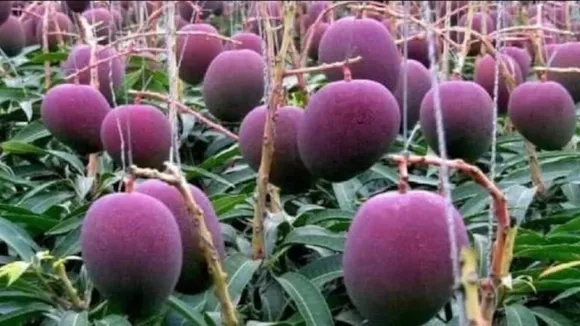 miyazaki mango malda , এবার বাংলায় জাপানি আম! দাম শুনলেই আঁতকে উঠবেন