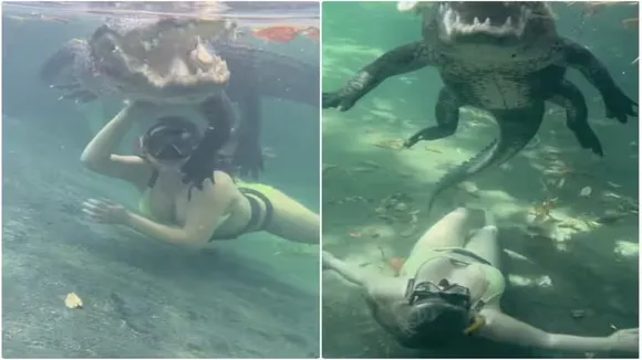 Aligator Viral Video, Viral Video of Crocodile, Trending Video of Crocodile, Amazing Video of Crocodile, Shocking Video of Crocodile, latest tending Video of Crocodile, trending Video of Crocodile on twitter, trending Video of Crocodile on facebook, trending Video of Crocodile on instagram, trending Video of Crocodile on youtube,