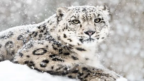 Viral Video of Snow leopard, Trending Video of Snow leopard, Amazing Video of Snow leopard, Shocking Video of Snow leopard, latest tending Video of Snow leopard, trending Video of Snow leopard on twitter, trending Video of Snow leopard on facebook, trending Video of Snow leopard on instagram, trending Video of Snow leopard on youtube,