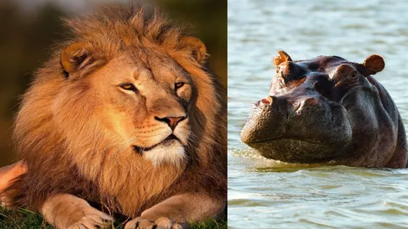 "Wildlife Shocking Video, Sher Aur Hippo Ka Video, Viral Video of Lion & Hippo, Trending Video of Lion & Hippo, Amazing Video of Lion & Hippo, Shocking Video of Lion & Hippo, latest tending Video of Lion & Hippo, trending Video of Lion & Hippo on twitter, trending Video of Lion & Hippo on facebook, trending Video of Lion & Hippo on instagram, trending Video of Lion & Hippo on youtube,