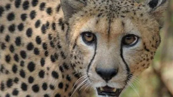 "Wildlife Shocking Video, Sher Aur Hippo Ka Video, Viral Video of Lion & Hippo, Trending Video of Lion & Hippo, Amazing Video of Lion & Hippo, Shocking Video of Lion & Hippo, latest tending Video of Lion & Hippo, trending Video of Lion & Hippo on twitter, trending Video of Lion & Hippo on facebook, trending Video of Lion & Hippo on instagram, trending Video of Lion & Hippo on youtube,