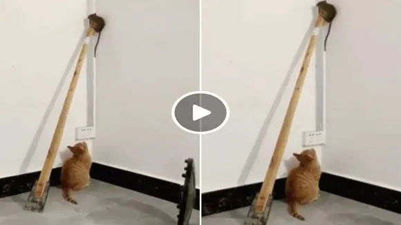 cat, viral, rat,trending