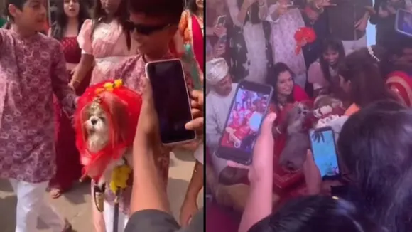 viral video, dog wedding, dog married