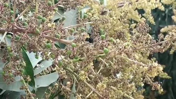 rain malda mango farmers , চৈত্রের বৃষ্টিতে পোয়াবাড়ো, হাসি মুখ মালদার আম চাষিদের