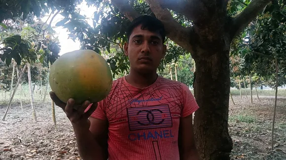 cultivating papaya in mango orchards malda , আমবাগানে পেপে চাষ করে লাখপতি, তুয়ার আইকন শিশু ওয়াহাব