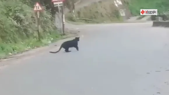 black panther have been seen at darjeeling
