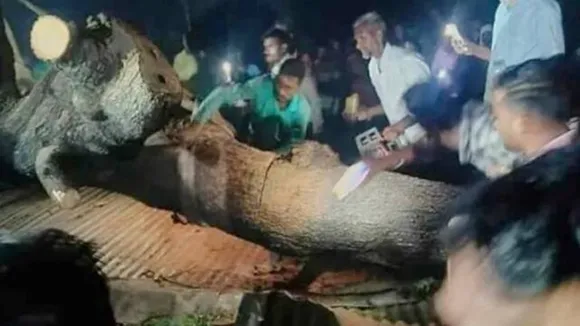 7 killed over 26 injured after tree falls on devotees at temple