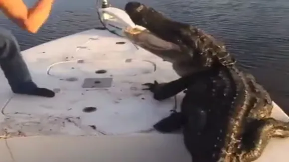 Alligator, Man Fights with Alligator, alligator in the river video, viral video of man fighting with alligator, wldlife viral video, Man fight with Alligator, Alligator video, Alligator viral video, Alligator fight, Alligator fight video, shocking video, viral videos, trending videos, Viral Video, ghadiyal se bhida shaksh, odd news, viral On Internet, Weird news, strange news, bizarre news, bizarre story, amazing news, strange news, interesting news, viral news, trending news