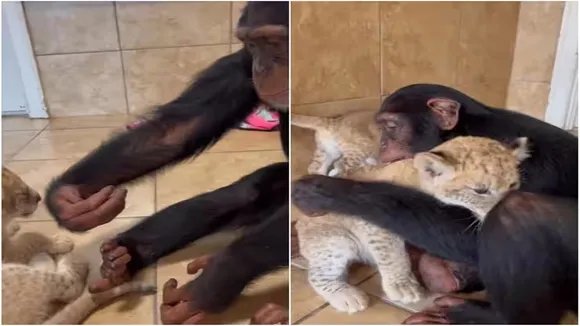 Viral Video of Chimpanzee & Lion Cub, Trending Video of Chimpanzee & Lion Cub, Amazing Video of Chimpanzee & Lion Cub, Shocking Video of Chimpanzee & Lion Cub, latest tending Video of Chimpanzee & Lion Cub, trending Video of Chimpanzee & Lion Cub on twitter, trending Video of Chimpanzee & Lion Cub on facebook, trending Video of Chimpanzee & Lion Cub on instagram, trending Video of Chimpanzee & Lion Cub on youtube,