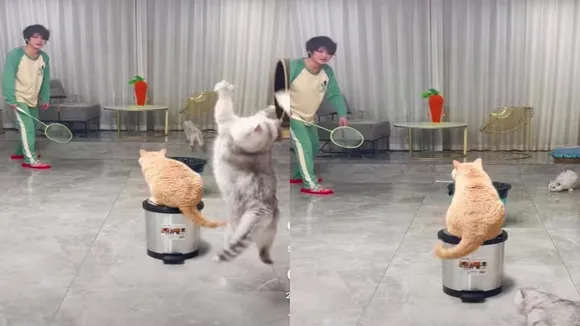 viral video, trending Video, Videos of cats, cat videos, cats playing badminton, interesting videos, cute videos, animal videos, animals playing sports, badminton game, pet cats videos, cats playing badminton