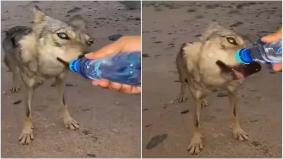 Viral Video of Wolf, Trending Video of Wolf, Amazing Video of Wolf, Shocking Video of Wolf, latest tending Video of Wolf, trending Video of Wolf on twitter, trending Video of Wolf on facebook, trending Video of Wolf on instagram, trending Video of Wolf on youtube, viral video,Water,Wolf,
