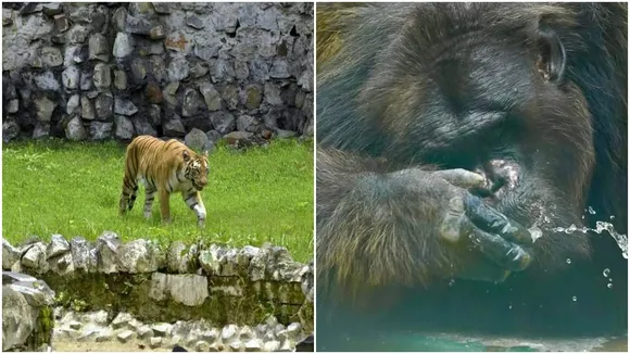 চিড়িয়াখানা বিশেষ কমিটি, animals in summer", আলিপুর চিড়িয়াখানা, চিড়িয়াখানার পশুপাখিরা, Zebra cub,Alipore Zoo,Born,Enclosure,Bangla news,জেব্রা শাবক,আলিপুর চিড়িয়াখানা,জন্ম,এনক্লোজার,বাংলা খবর,summer in Bengali, weather update, rain, covid, heat wave, XXX, heat stroke, alipure zoo,west Bengal news, viral, trending, top trending, to Bengali news