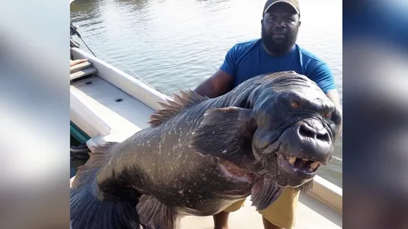 Algerian Gorilla Fish,Fish,unique fish,Gorilla Fish,viral Fish,Fish viral video,CBSE board result 2023,Arijit Singh,UP Board Result 2023,JEE Main Session 2 Result,MS Dhoni,Dhoni,Salman Khan Kisi Ka Bhai Kisi Ki Jaan,Is the Algerian Gorilla Fish real,algerian gorilla fish real,algerian gorilla fish real or fake,algerian gorilla fish snopes,algeria gorilla fish fake,gorilla tag,Viral News,Viral News In Hindi,Trending News,Trending News In Hindi,Social Media Viral News,Instagram Viral New