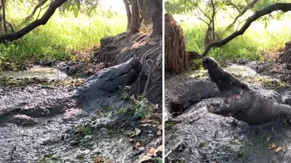 viral video, scary video, crocodile video, trending stories, trending, trending videos, viral, viral stories, viral videos