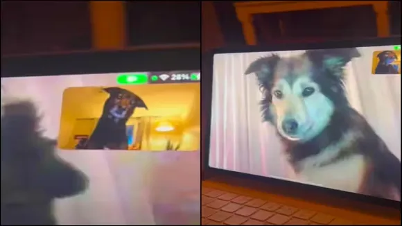 viral video, trending Video, animal video, dog videos, dog videos, dogs talking on video call, dog on video call, best friends videos, emotional videos, emotional videos, interesting videos, animal lovers, dog lovers, pet dog videos, pet videos