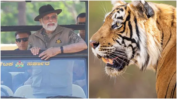 50 Years Of Project Tiger,PM Modi,Project Tiger,PM Modi Releases Tiger Survey,tiger census data" />