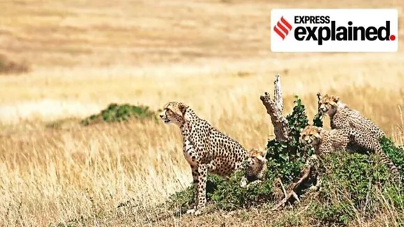 cheetah deaths