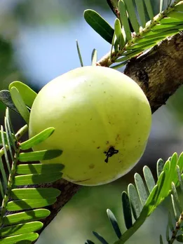 আমলা
